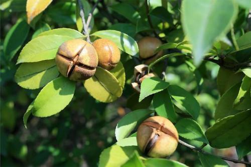 中國茶籽油(山茶油)市場研究報告